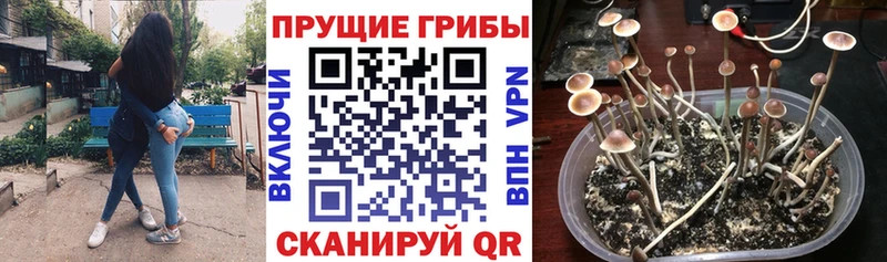 купить наркоту  Кингисепп  Псилоцибиновые грибы прущие грибы 